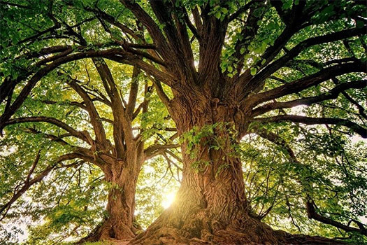 Two leafy green trees next to each other, with sunlight coming through the branches