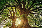 Two leafy green trees next to each other, with sunlight coming through the branches