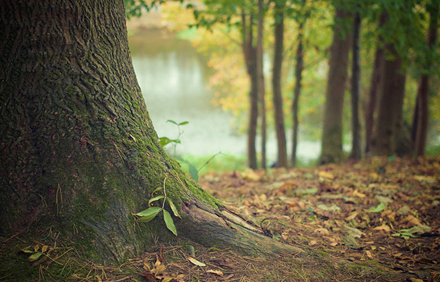 A trunk of a tree in a forest. In the background are more trees.