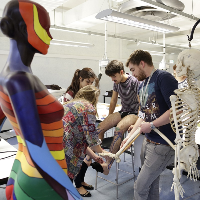 student with drawings of veins/arteries on leg, with skeleton in front and model of human