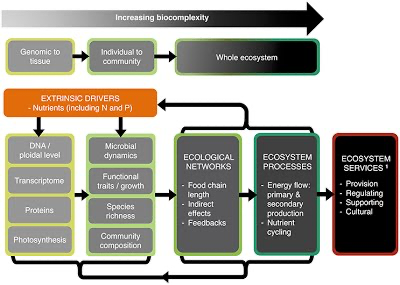 Impacts of Nitrogen and Phosphorus