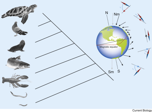 Magnetic orientation in animals