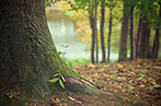 A trunk of a tree in a forest. In the background are more trees.