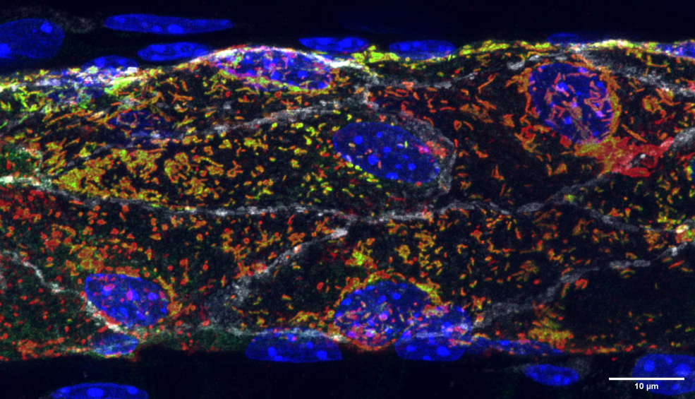 Storage of a blood clotting factor in the mouse microvascular venule.