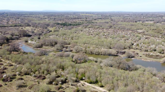 Natural regeneration of scrub at Knepp Wildland rewilding site, UK