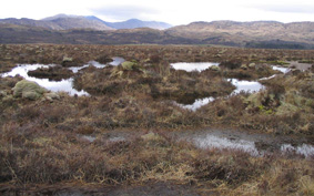 Peatlands