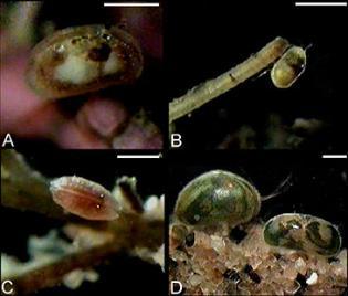 Some living ostracods. A–C: marine-brackish cytheroidean podocopids; D: freshwater cypridoidean podocopids. Scale bars approx. 1 mm.