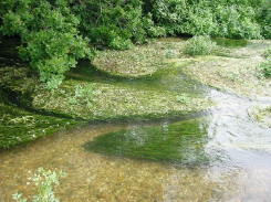 Submerged aquatic vegetation (Ranunculus sp. / Watercrowfoot) on the River Frome at Maiden Newton, Dorset, UK (photo: G.Wharton)