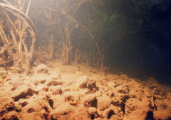 Excessive fine sediment deposits within a macrophyte stand over a gravel bed affecting river health (photo: L. Baldock)