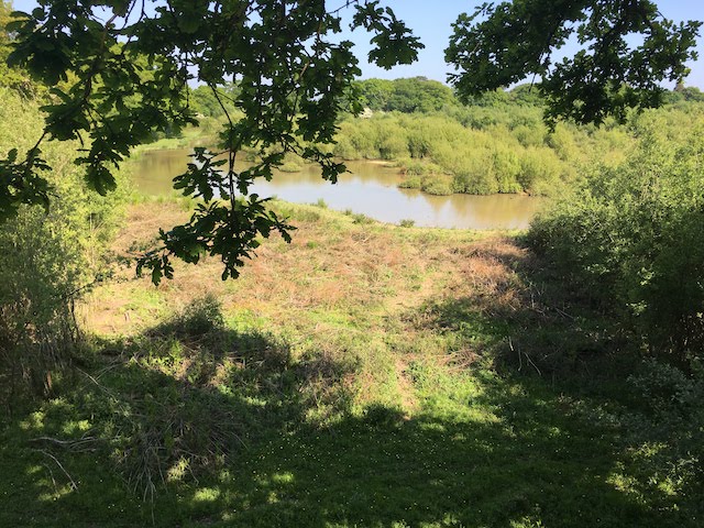 A lowland rewilding site in southern England