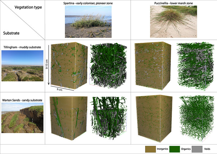 Figure 3: Example CT results showing the voids (grey) and organics (green) within sediment core samples from Tillingham and Warton Sands under different vegetation covers (Spartina, Puccinellia).