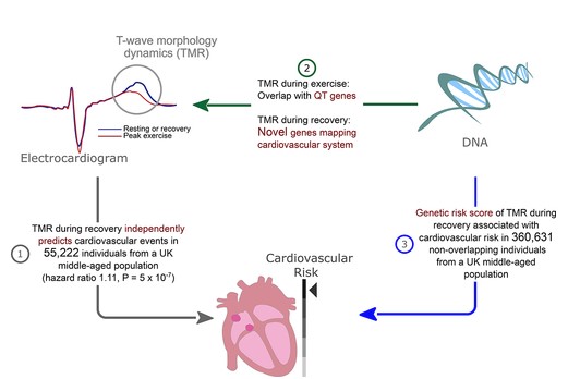 Cardiovascular