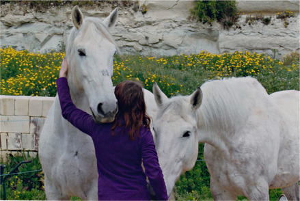 Horses at the Dream of Horses Farm