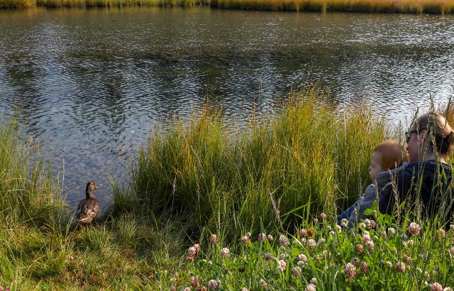 A duck next to a river