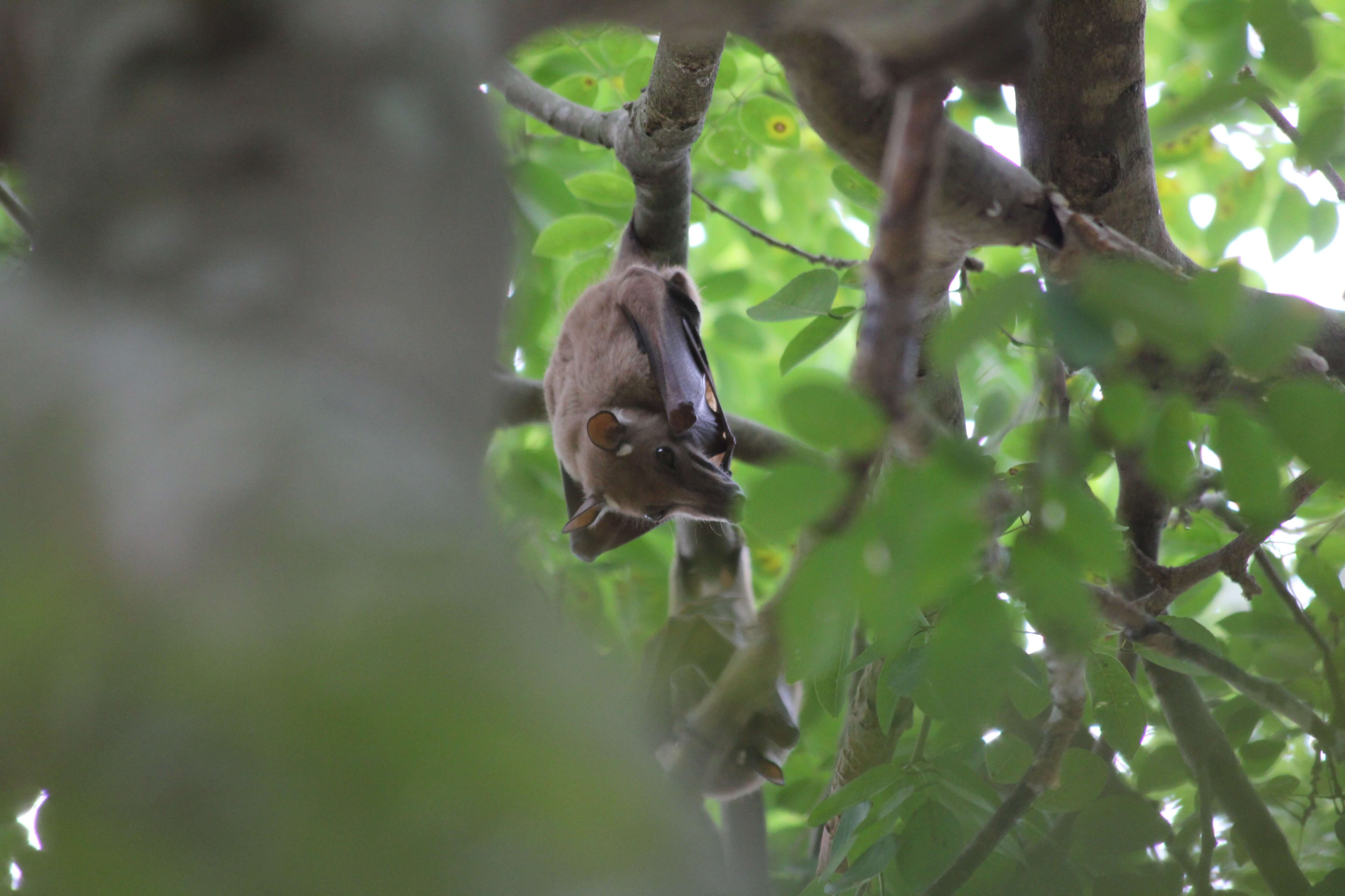 Bat hanging upside down in the wild