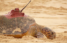 Turtles in Cape Verde