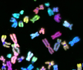 Multi-colour fluorescent labelled human DNA packaged in chromosomes. Image courtesy of Professor Denise Sheer.