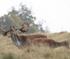 Fallow Deer