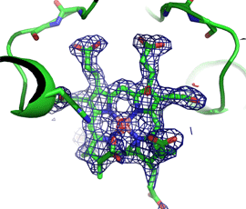 Scientists find out how vitamin B12 is made in cells. The electron density (blue mesh) reveals a trapped product in one of the vitamin B12 enzymes.