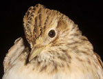 Skylark (Alauda arvensis)