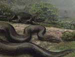 Titanoboa cerrejonensis © Jason Bourque, University of Florida