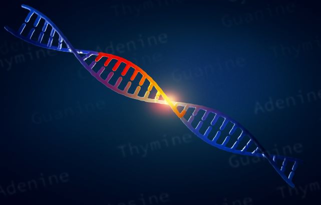 An illustration of DNA