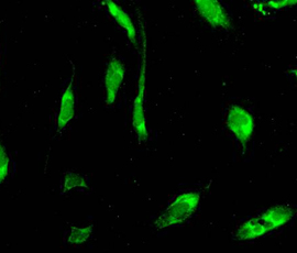 PXR in isolated human blood vessel cells