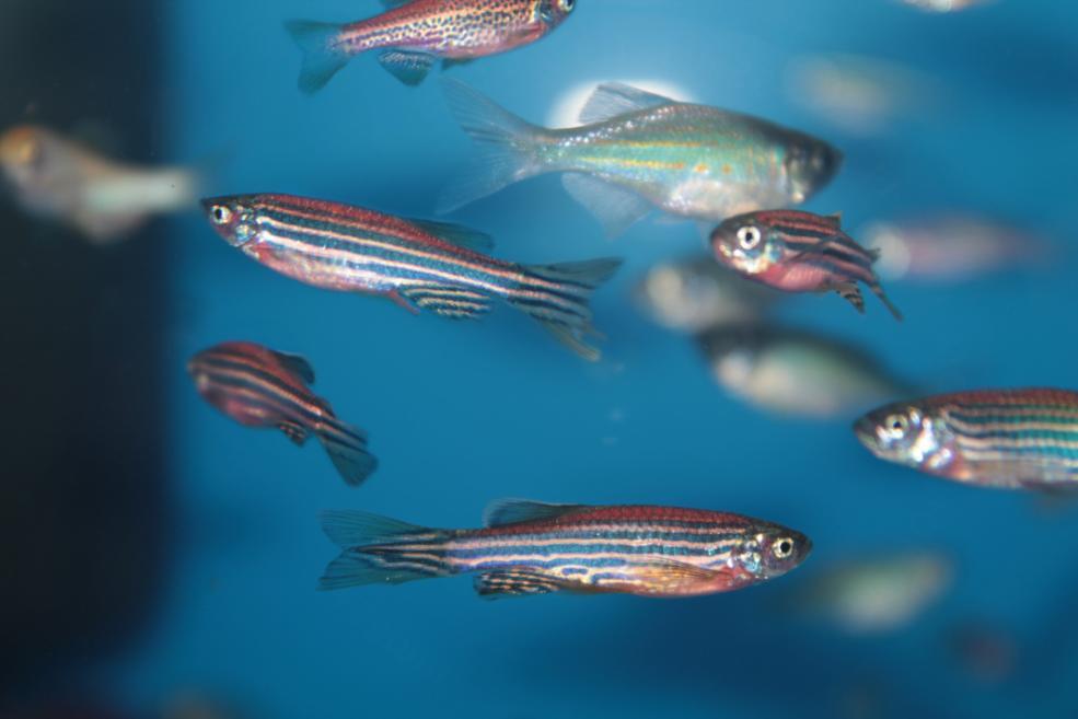 Zebra fish swimming 