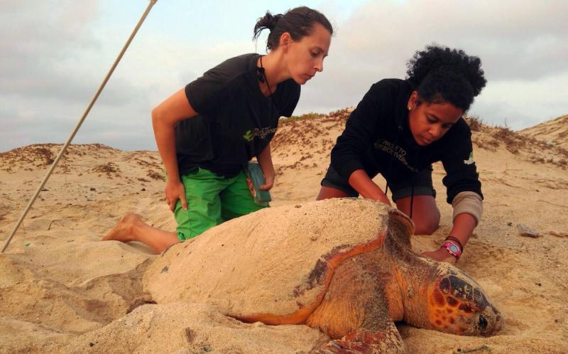 Loggerhead turtle conservation