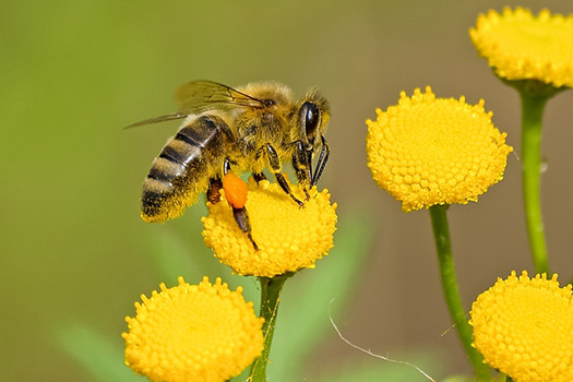 The secret life of bees