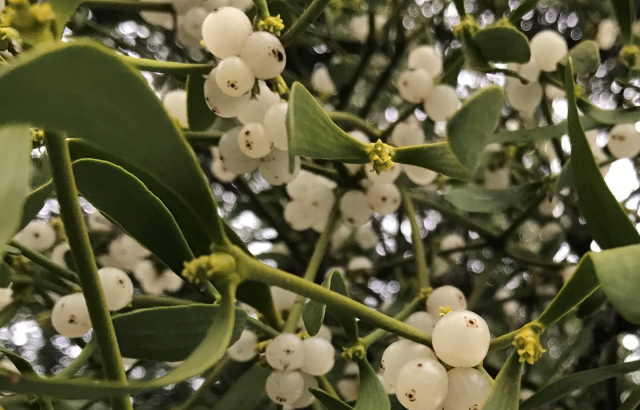 Mistletoe