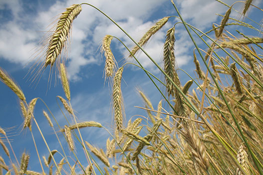 A field of wheat