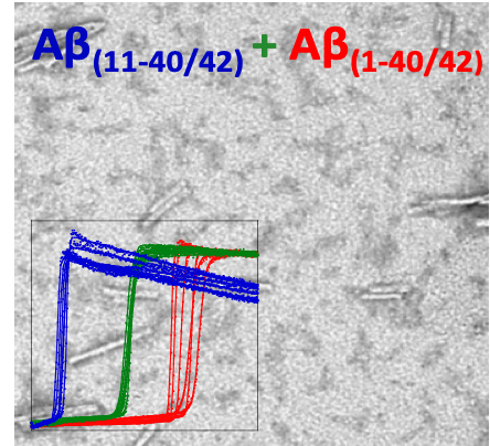 Amyloid proteins 