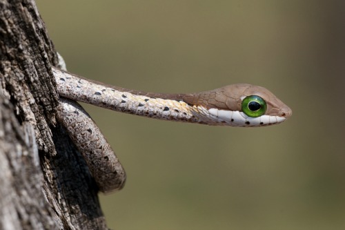 Juvenile boomslang. Photo thanks to Dr Rob Knell