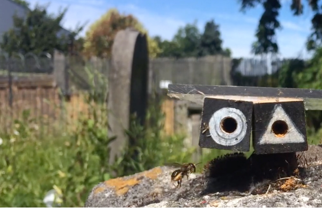 Solitary female bee selecting their nest