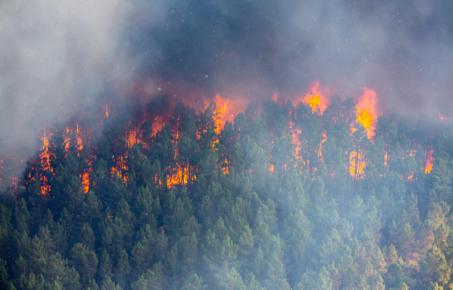 Forest on fire with smoke above