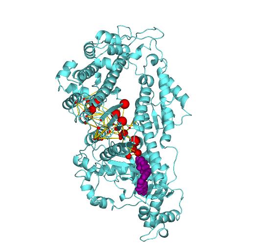 Allosteric modulation of cardiac myosin dynamics