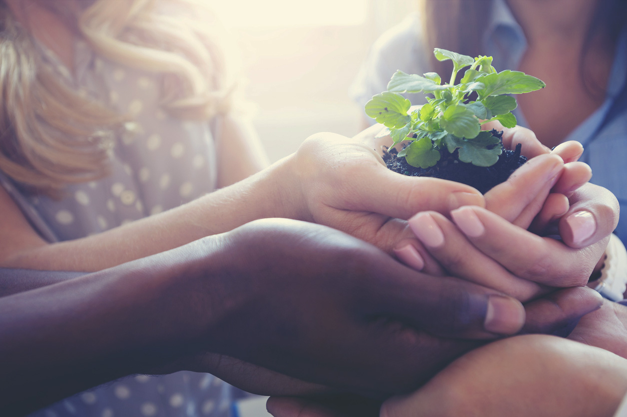 Hands of different people holding together a small plant