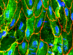 immunostaining visualising the endothelium of a mouse aorta