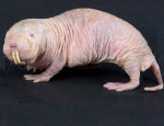 Naked Mole Rat