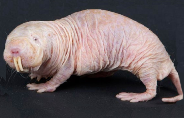 Naked Mole Rat