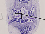 Arthritic mice were treated with either BMS or control saline