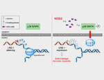 NOS2 and S-nitrosothiol signaling induces DNA hypomethylation and LINE-1 retrotransposon expression