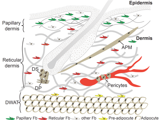 Figure 1: Skin dermis. Fibroblast lineage distribution in the distinct de.  rmal sublayers (papillary, reticular, DWAT). Lineages give also rise to dermal sheath (DS), dermal papilla (DP) and arrector pili muscle (APM). Fb, fibroblast 