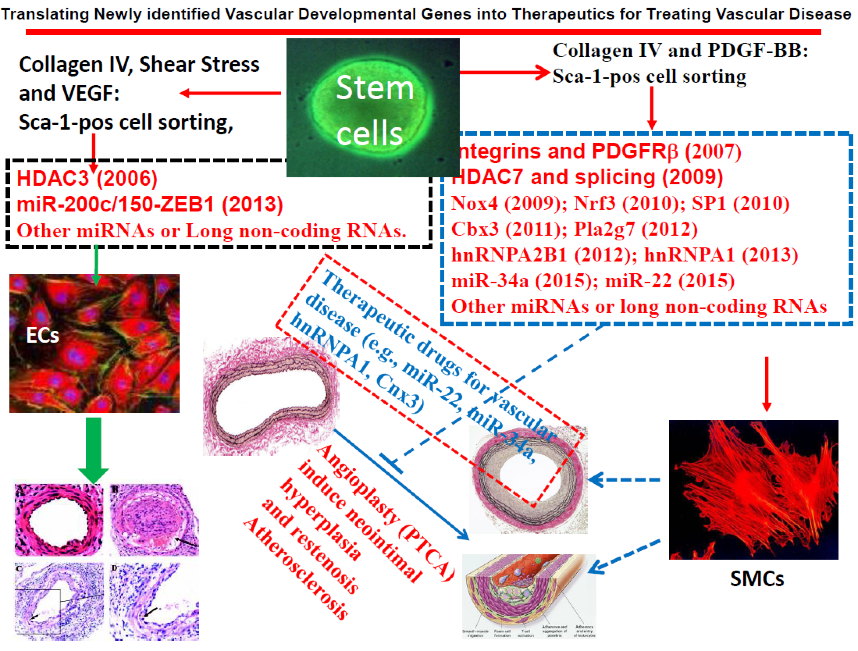 Translating newly identified vascular development genes into therapeutics for treating vascular disease