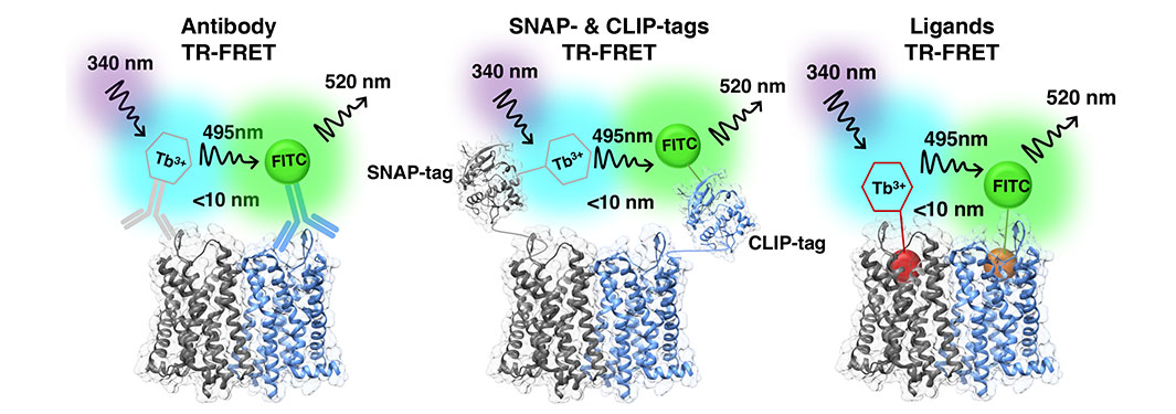 Antibody, SNAP, CLIP, Ligands