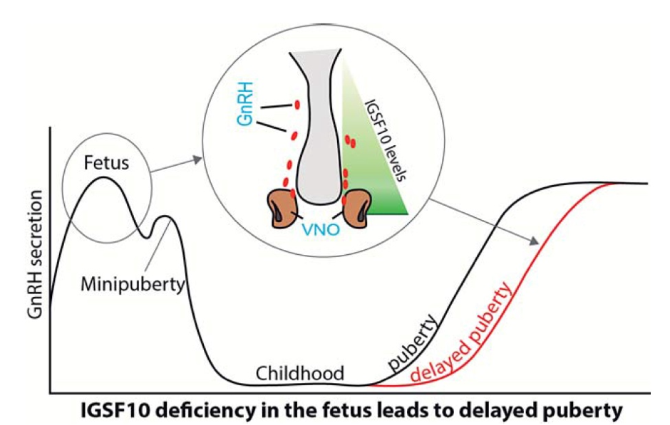 Working model of how IGSF10 mutations delay puberty