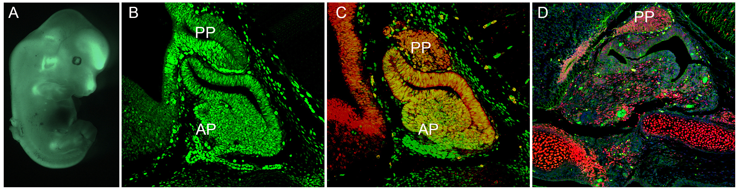 Embryonic development of the hypothalamus and the pituitary gland