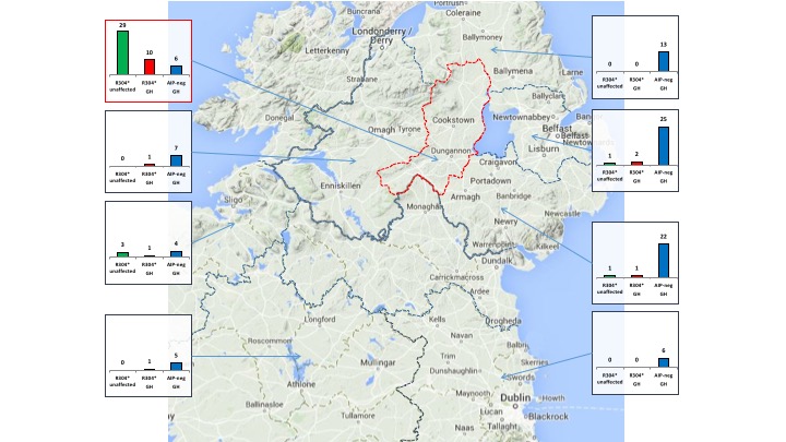 In Ireland, the highest geographical concentration of the Irish Giant AIP R304* allele is found in Mid Ulster.