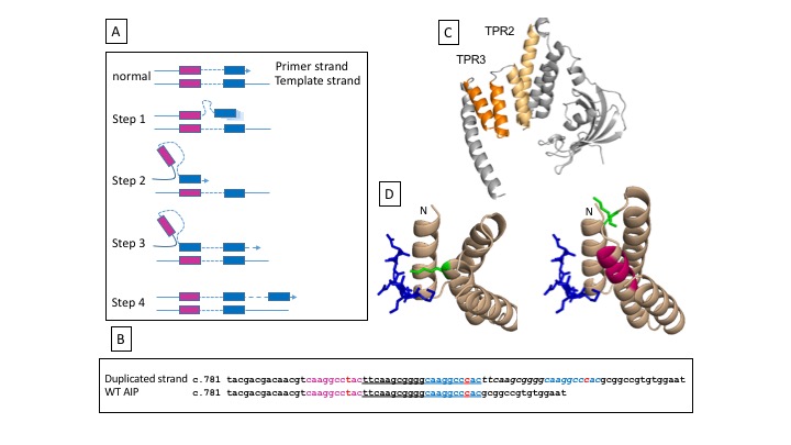 In-frame seven amino acid duplication of aryl hydrocarbon receptor protein (AIP) reduces protein stability and interaction with Heat Shock Protein 90 (HSP90)